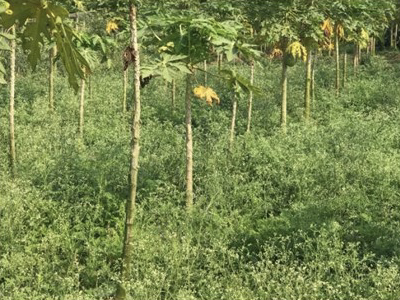 Fourth International Workshop of the IOBC Global Working Group on Biological Control and Management of Parthenium Weed, 2-5 March 2025, Patuakhali and Dhaka, Bangladesh