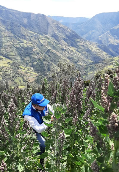 Takumasa Kondo, field work as biological control practitioner